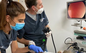 PLANS ALCALANS VETERINARIS