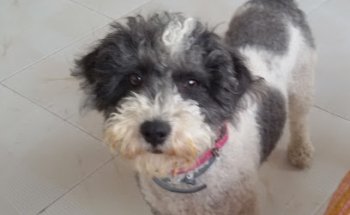 PELUQUERIA CANINA NETS