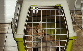 Clínica Veterinaria Miguel de Manuel