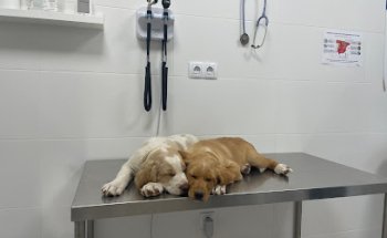 Clínica Veterinaria Munic72