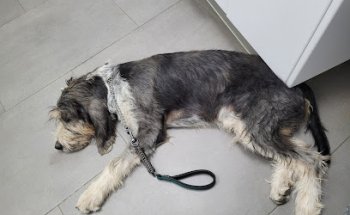 Clínica Veterinaria Lliria