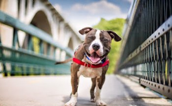 Clinica Veterinaria MARITIM - Cárdenas