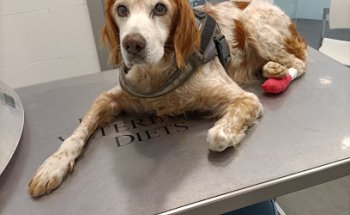 Clínica Veterinaria Benimámet