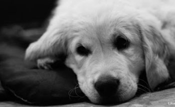 Policlínica Veterinaria COVIVET