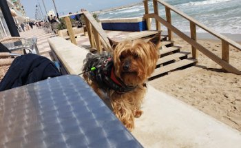 Centre Veterinari Zarko