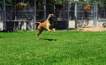 Residencia Canina de Pichera