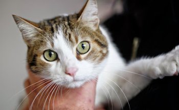 Oftalmovet oftalmología veterinaria