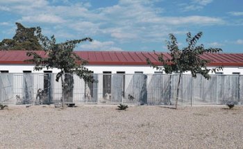 Colita | Residencia canina