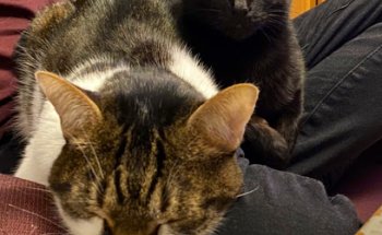 Centro Veterinario Mente Animal