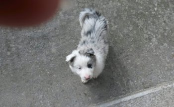 Clínica Veterinaria Zarugalde