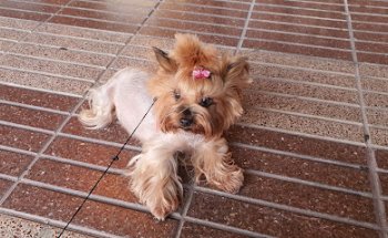 Clinica Veterinaria Andia