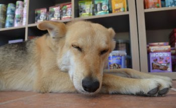 Veterinary Center Montañana