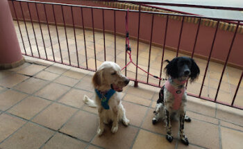 Cifuentes Veterinary Clinic