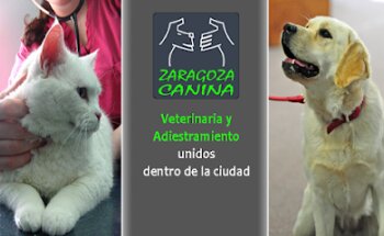 Zaragoza Canina