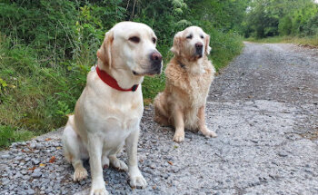 Mascotas David Cea Berne