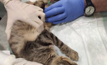 Veterinary Clinic Torres