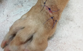 Centro Veterinario Rosales