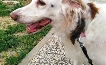 VETERINARY CLINIC SANTA ISABEL VETERSALUD