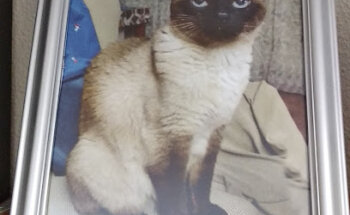 Clínica Veterinaria Zalfonada