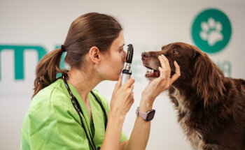 Escuela de Veterinaria MasterD