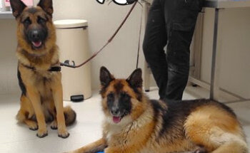 Equipo Veterinario Isabel Priego