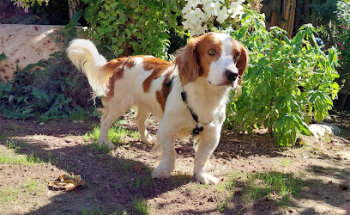 Clinica veterinaria MOVILVET Marchamalo