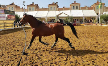 Centro Veterinario Horche