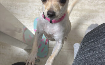 Criadero Canino Patitas Guadalajara