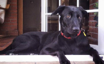 Centro Veterinario Torrejon del Rey