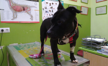 Lau Lagun Cb Veterinary Clinic