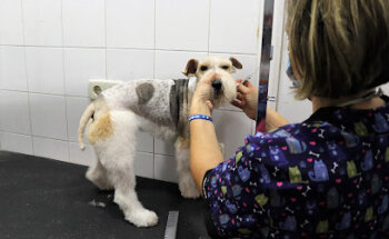 Veterinary Clinic Sirio