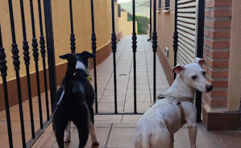 Clínica Veterinaria Esquivias