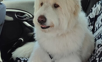 Peluqueria Canina COLMILLOS Y GARRAS