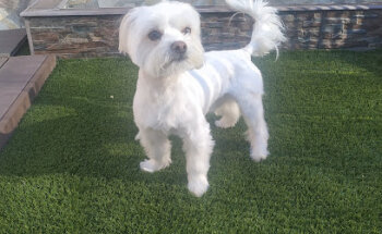 Centro Veterinario GRAN DANES