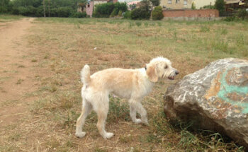 Salut Veterinària S L P