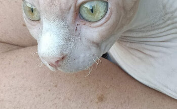 Consultori Veterinari Montserrat