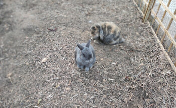 Veterinarian Clinic L'Ametlla