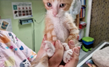 Consultorio Veterinario El Perro Verde