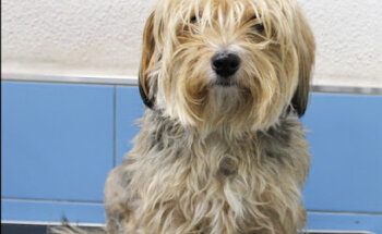 Clínica Veterinaria San Antón Dolores