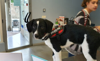 Clínica veterinaria Peluchines