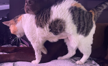 Clínica Veterinaria Mascotas