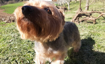 Clínica Veterinaria Agumar