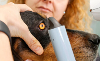 Centro Oftalmológico Veterinario Vission