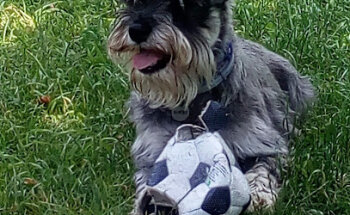 Clínica Veterinaria Zarpas y Aletas