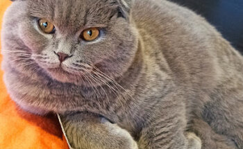 Centro Veterinario La Protectora