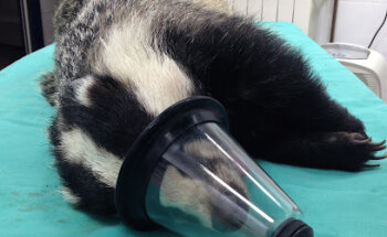 Clinica Veterinaria Nacho Torcida