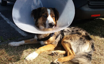 Clinica Veterinaria Principado