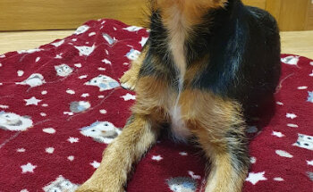 Clinica Veterinaria Lindo Pulgoso