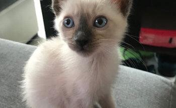 CLÍNICA VETERINARIA REINA DEL MAR