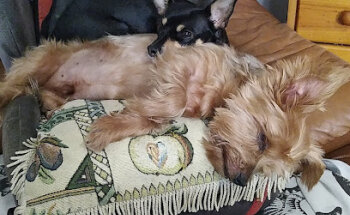 Clínica Veterinaria La Barca